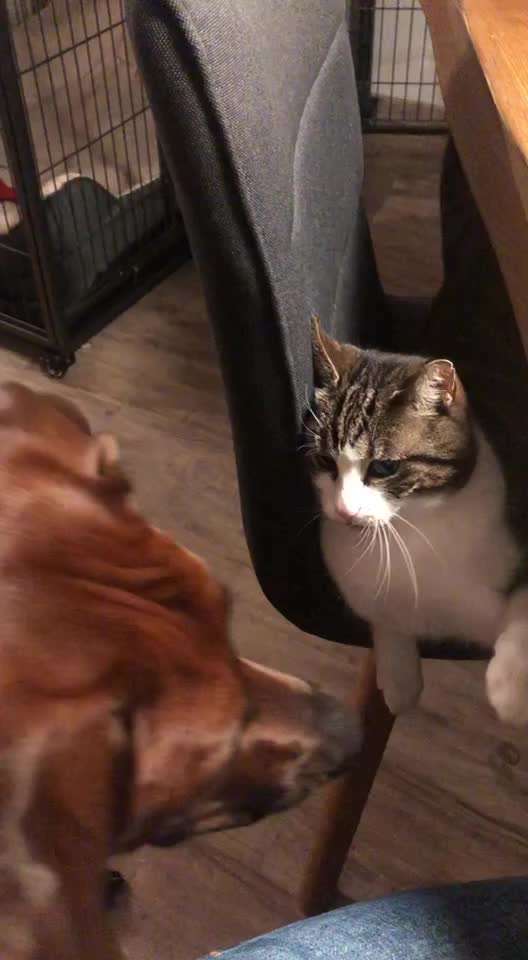 Hund und Katz Momente-Beitrag-Bild