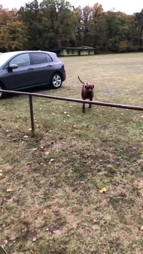 Rhodesian Ridgeback-Beitrag-Bild