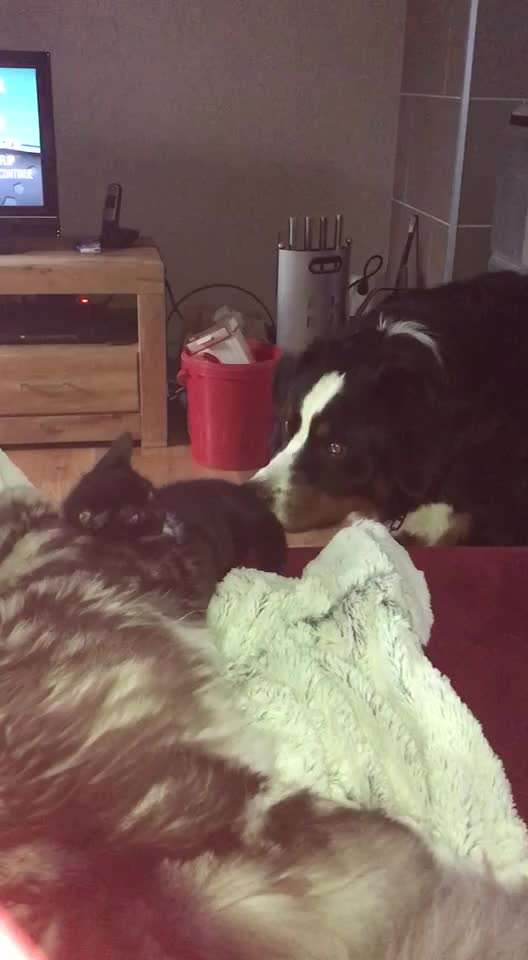 Hund und Katz Momente-Beitrag-Bild