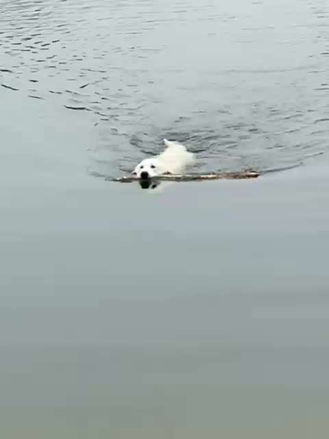 Wo sind die Golden Retriever Liebhaber?-Beitrag-Bild