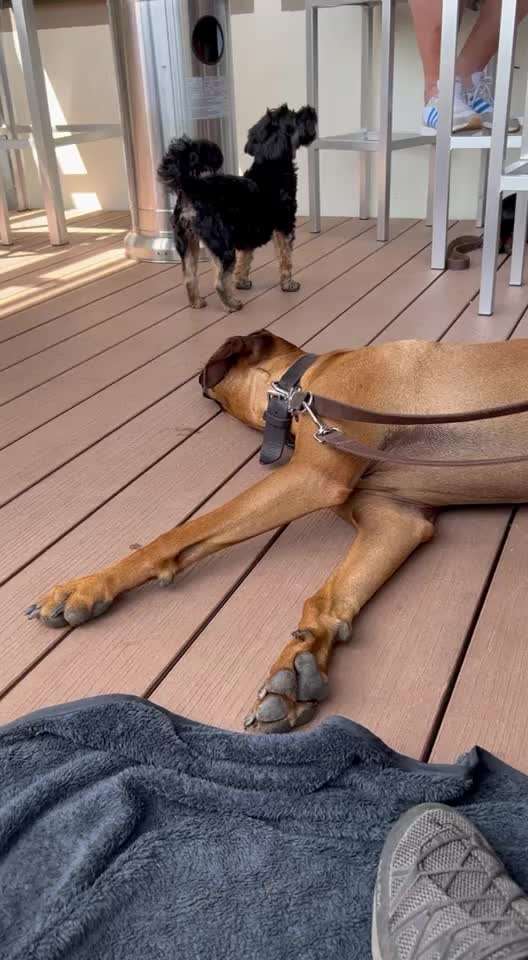 Rhodesian Ridgeback-Beitrag-Bild