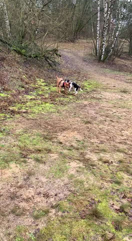 Rhodesian Ridgeback-Beitrag-Bild