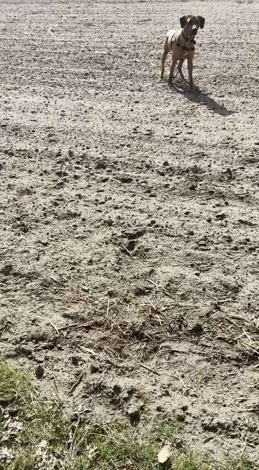 Rhodesian Ridgeback-Beitrag-Bild