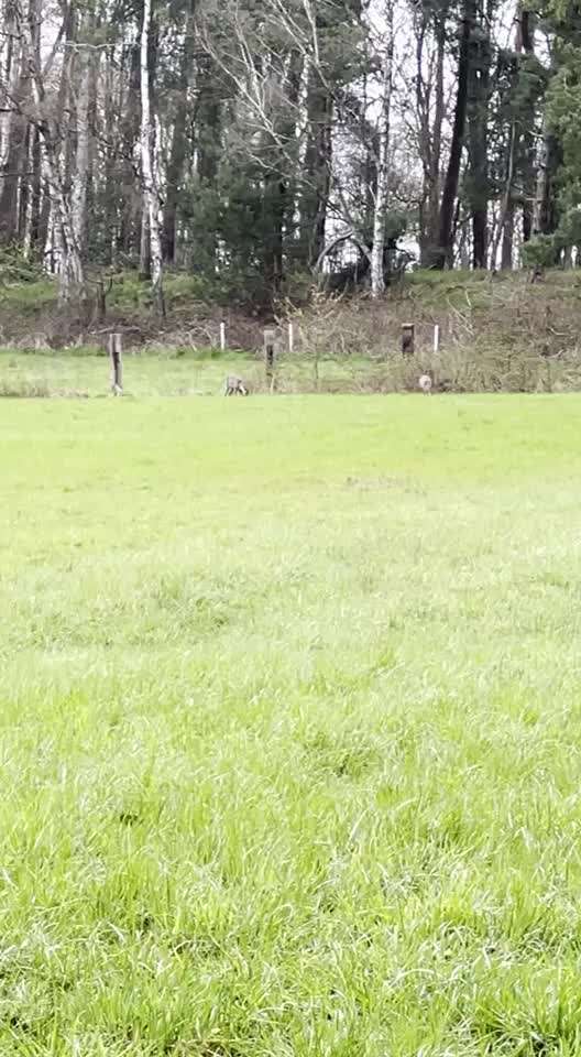 Rhodesian Ridgeback-Beitrag-Bild