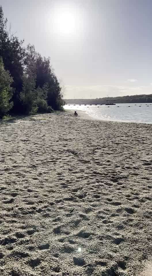 Rhodesian Ridgeback-Beitrag-Bild