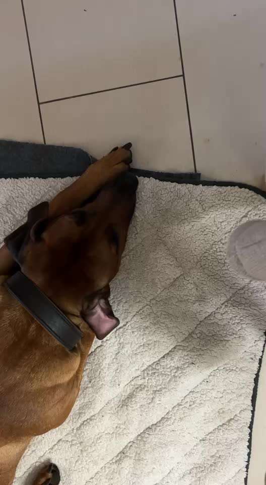 Rhodesian Ridgeback-Beitrag-Bild