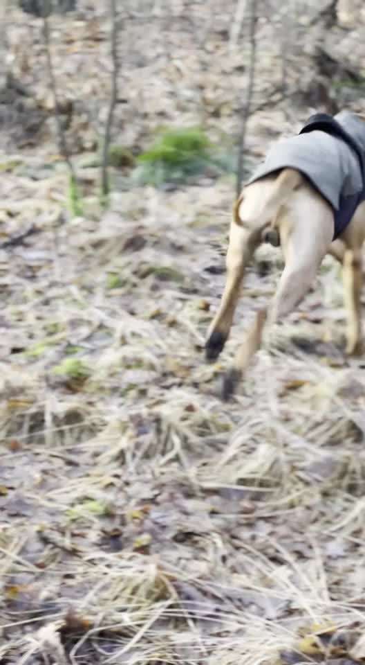 Rhodesian Ridgeback-Beitrag-Bild