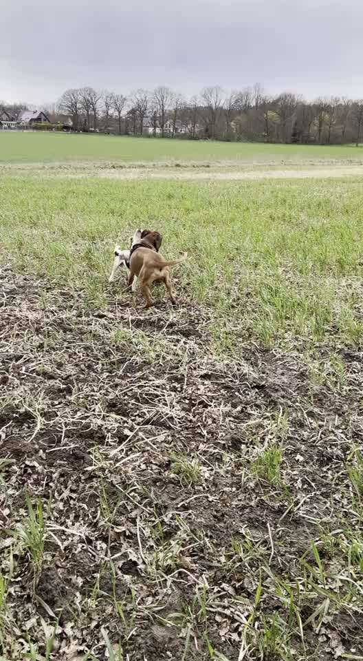 Rhodesian Ridgeback-Beitrag-Bild