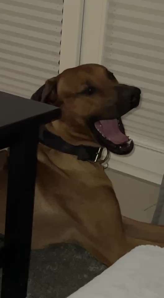 Rhodesian Ridgeback-Beitrag-Bild