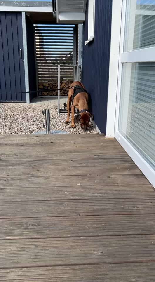 Rhodesian Ridgeback-Beitrag-Bild