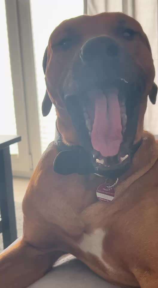 Rhodesian Ridgeback-Beitrag-Bild