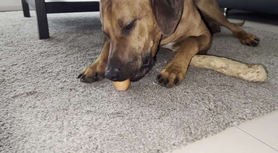 Rhodesian Ridgeback-Beitrag-Bild