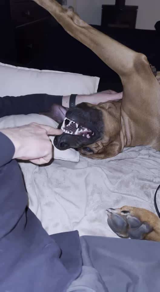 Rhodesian Ridgeback-Beitrag-Bild