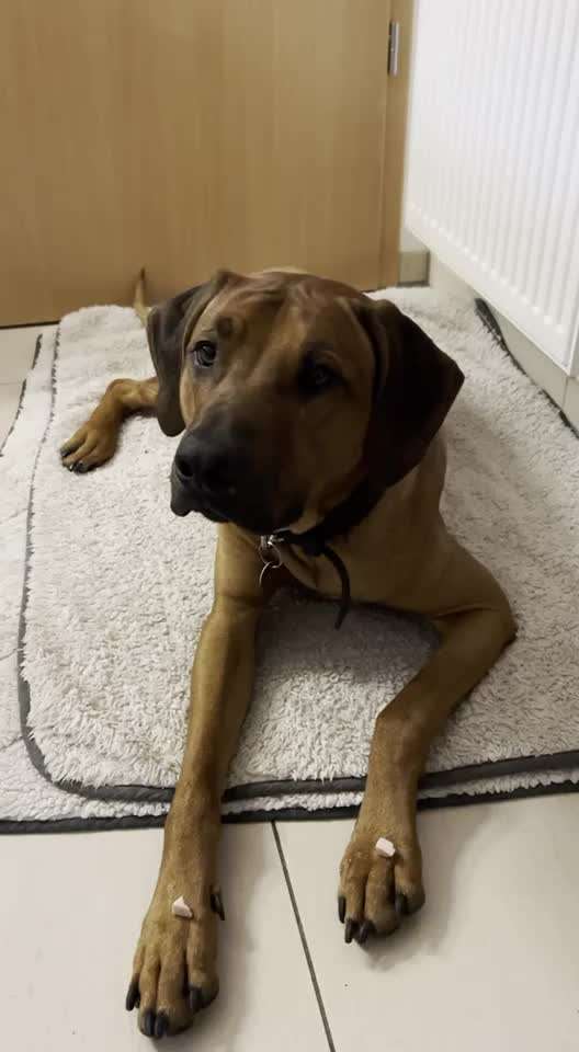Rhodesian Ridgeback-Beitrag-Bild