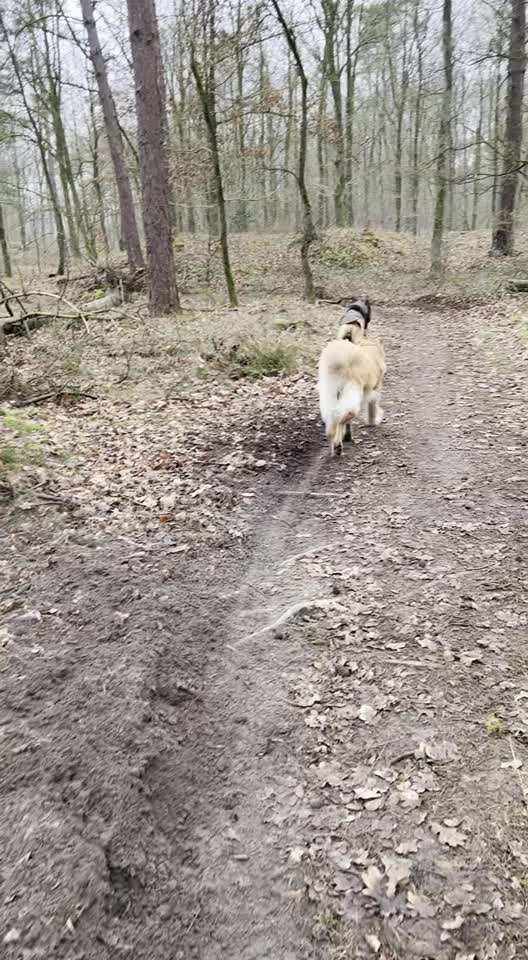 Rhodesian Ridgeback-Beitrag-Bild