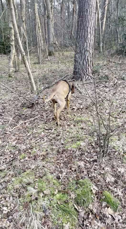 Rhodesian Ridgeback-Beitrag-Bild