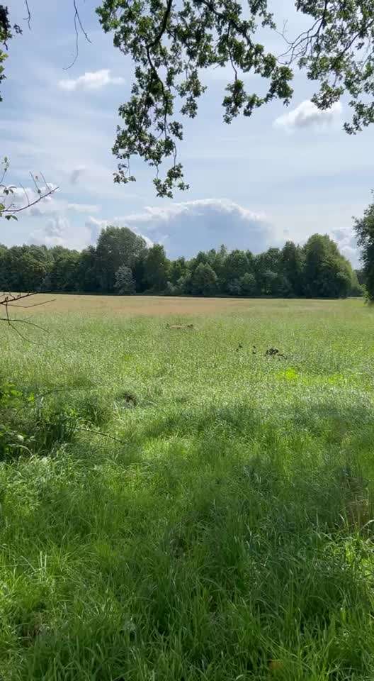 Rhodesian Ridgeback-Beitrag-Bild