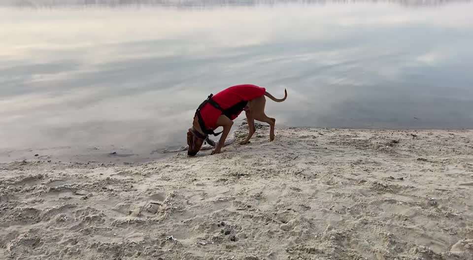 Rhodesian Ridgeback-Beitrag-Bild