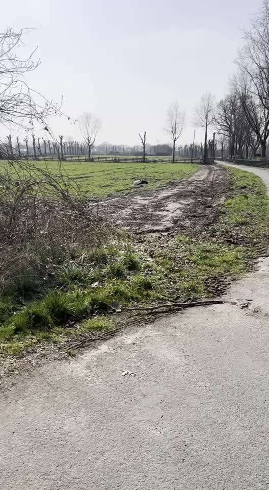 Rhodesian Ridgeback-Beitrag-Bild