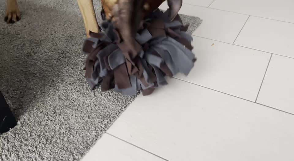 Rhodesian Ridgeback-Beitrag-Bild