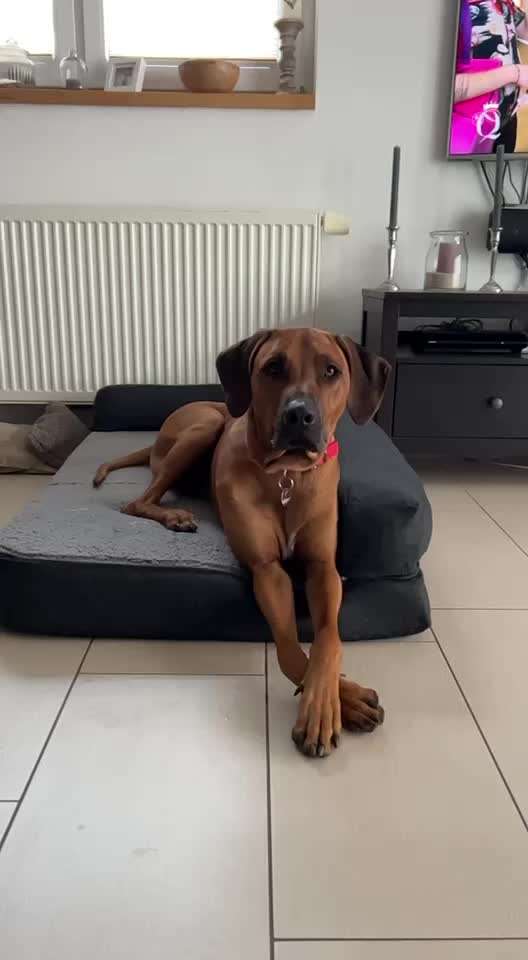Rhodesian Ridgeback-Beitrag-Bild
