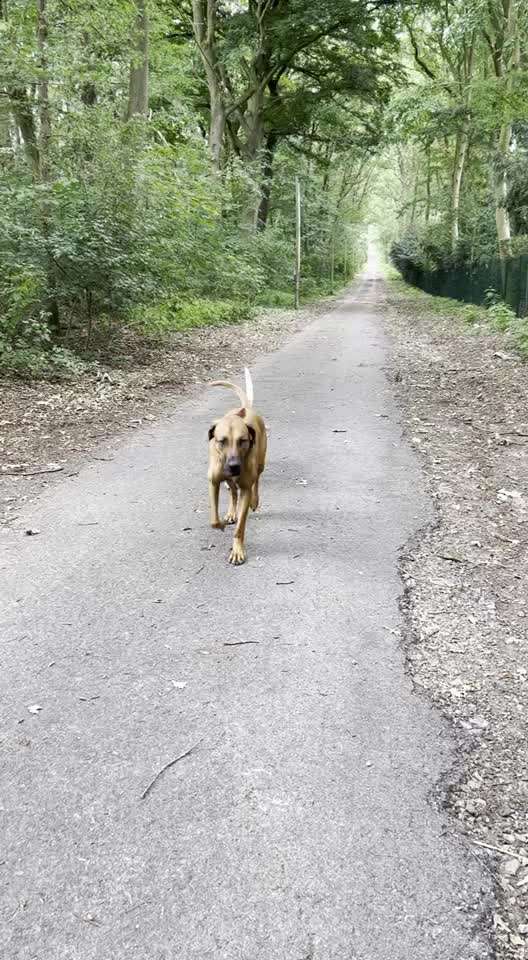 Rhodesian Ridgeback-Beitrag-Bild
