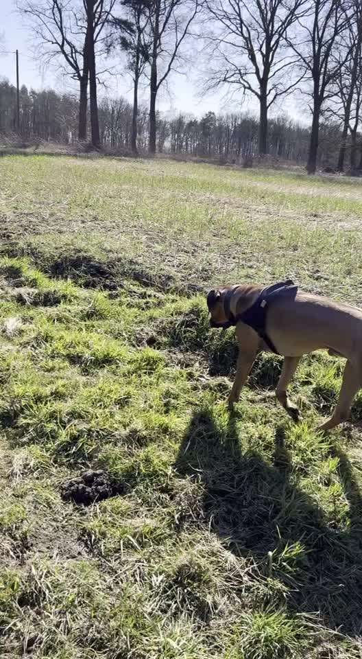 Rhodesian Ridgeback-Beitrag-Bild