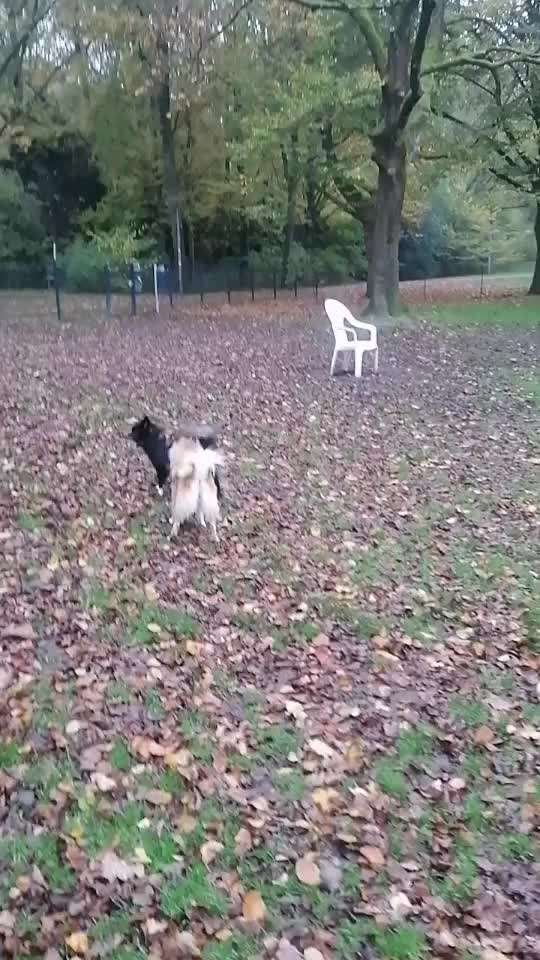 Fake News in der Hundewelt-Beitrag-Bild