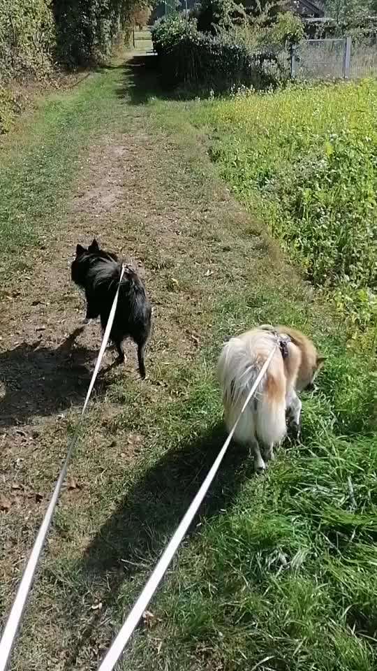 Was hat euch heute mit eurem Hund gefreut?-Beitrag-Bild