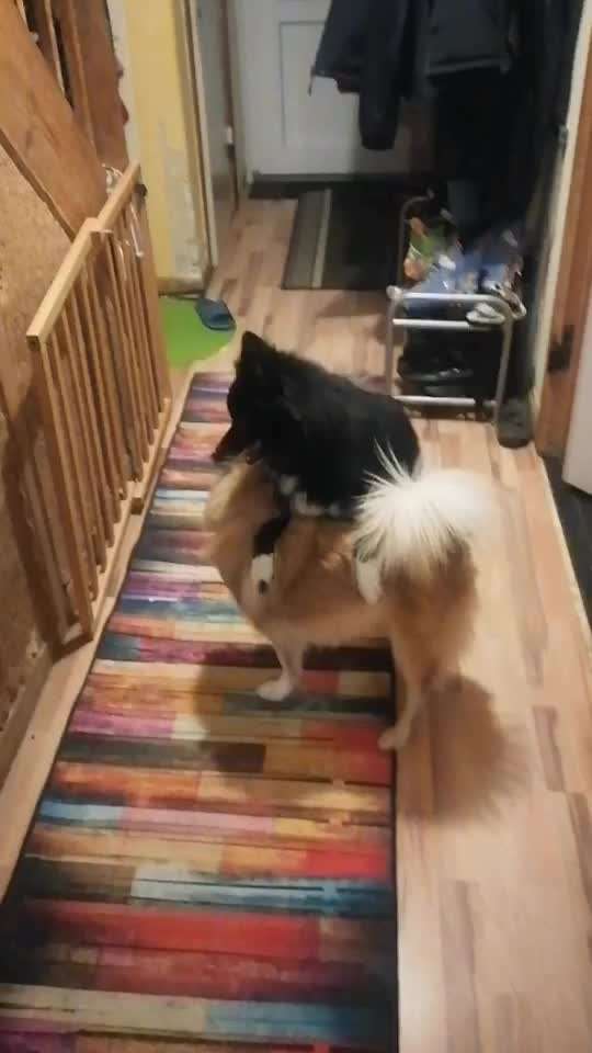 Hündin beißt anderen Hunden in den Hals-Beitrag-Bild