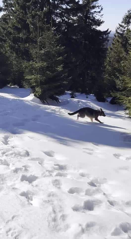 Dogorama Photo Challenge - Es wird nochmal kalt!-Beitrag-Bild