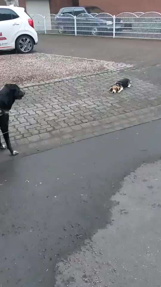 Zeigt hier Euer liebstes Video Eurer Hunde-Beitrag-Bild