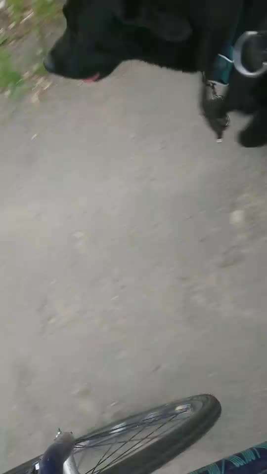 Leinenführigkeit am Fahrrad/Joggen-Beitrag-Bild