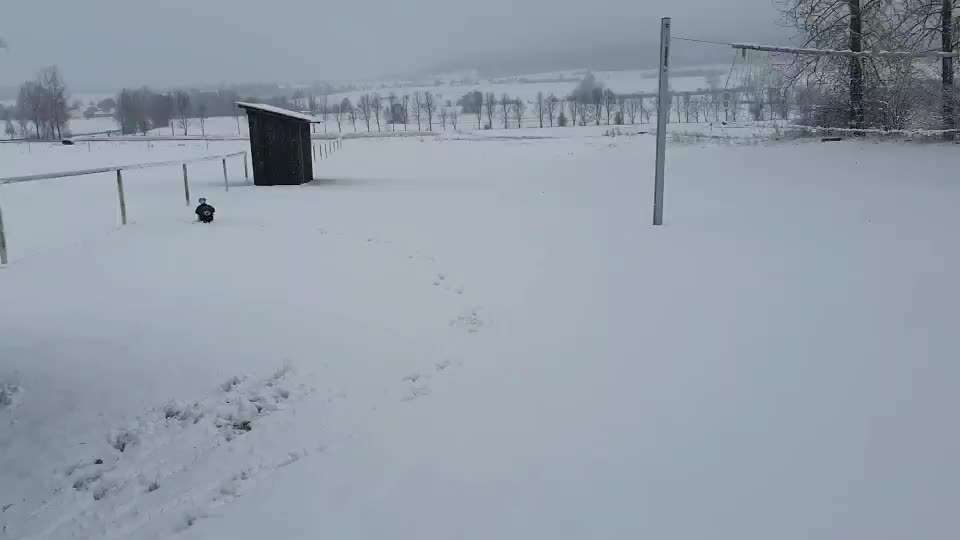 Alles rund um den Pudel-Beitrag-Bild