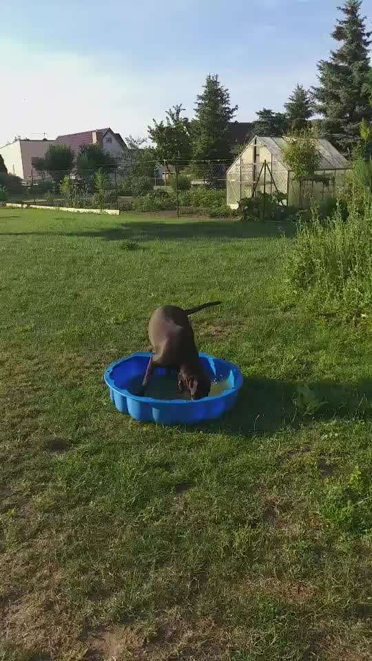 Labradorfans-Beitrag-Bild