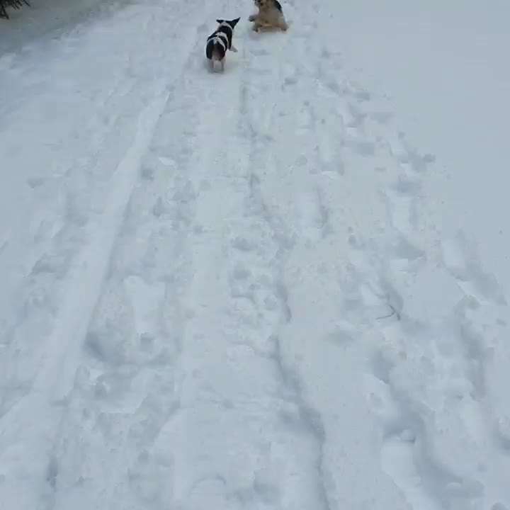 Bester Freund, Hundekumpel - zeigt her!-Beitrag-Bild