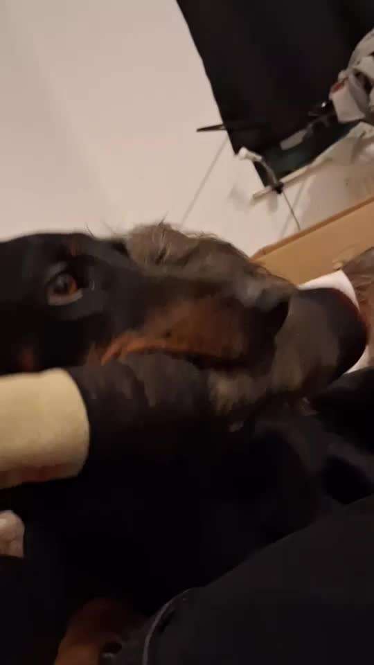 aktuelles Foto Gruppe Dackel