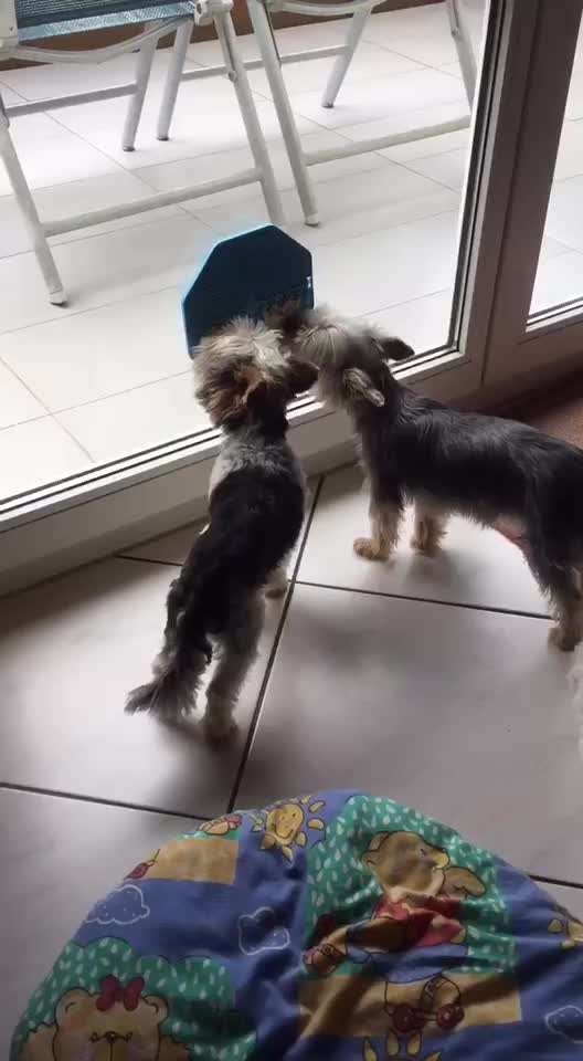 Die kleinen Futtersünden....-Beitrag-Bild