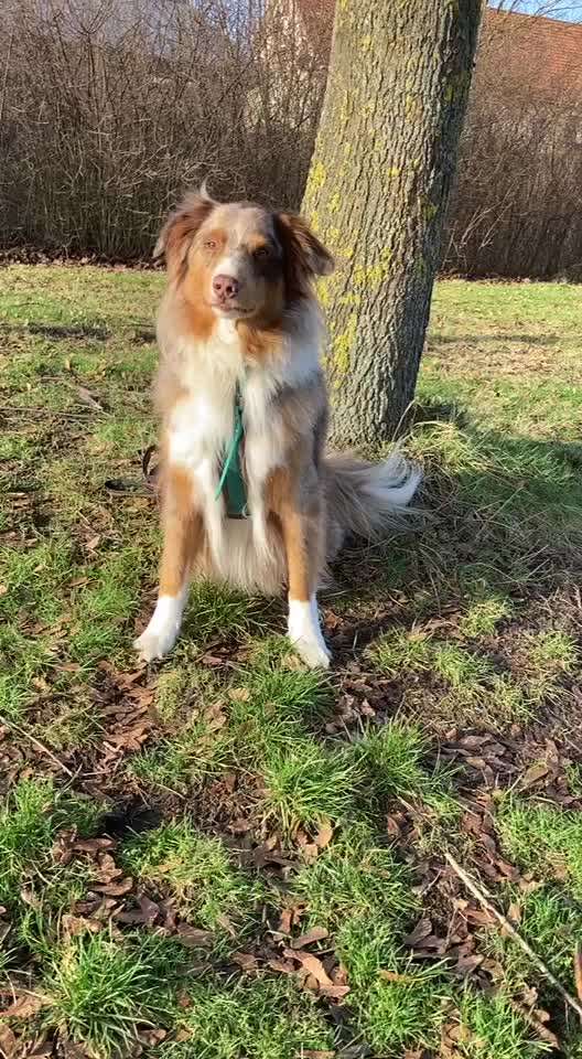 Handzeichen oder Hörzeichen oder beides?-Beitrag-Bild