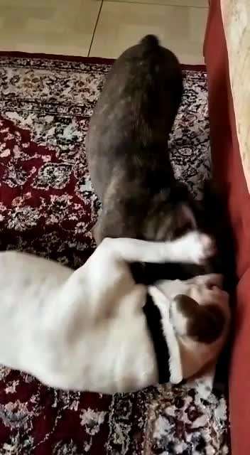 Französische Bulldoggen-Beitrag-Bild