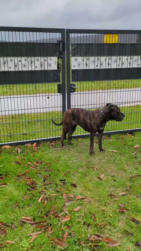 Presa Canario-Beitrag-Bild