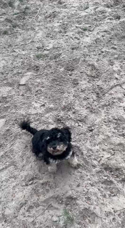 aktuelles Foto Gruppe Pudel