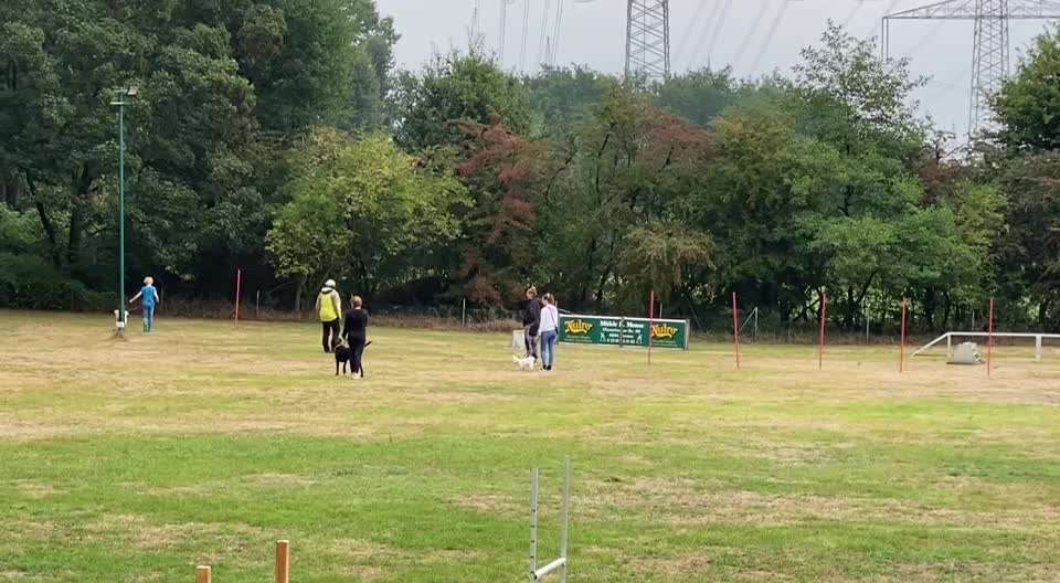 Auslandstierschutz-Beitrag-Bild