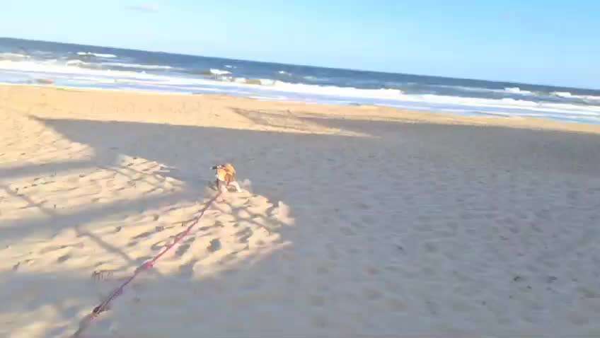 35. Impulskontrollübung "Kontakt mit anderen Tieren"-Beitrag-Bild