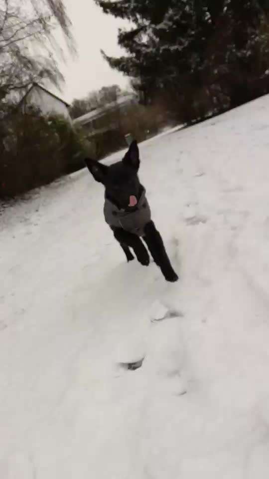 Zeigt hier Euer liebstes Video Eurer Hunde-Beitrag-Bild