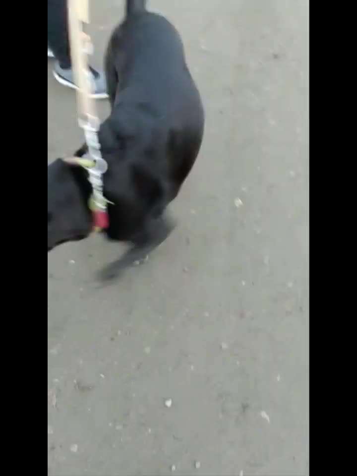 Zeigt hier Euer liebstes Video Eurer Hunde-Beitrag-Bild