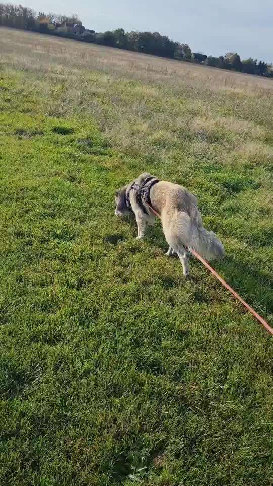 Video Challenge Nr.6
Auf den Spuren der Freiheit🐾🐾-Beitrag-Bild