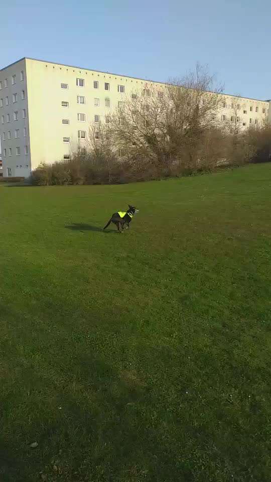 Zeigt hier Euer liebstes Video Eurer Hunde-Beitrag-Bild