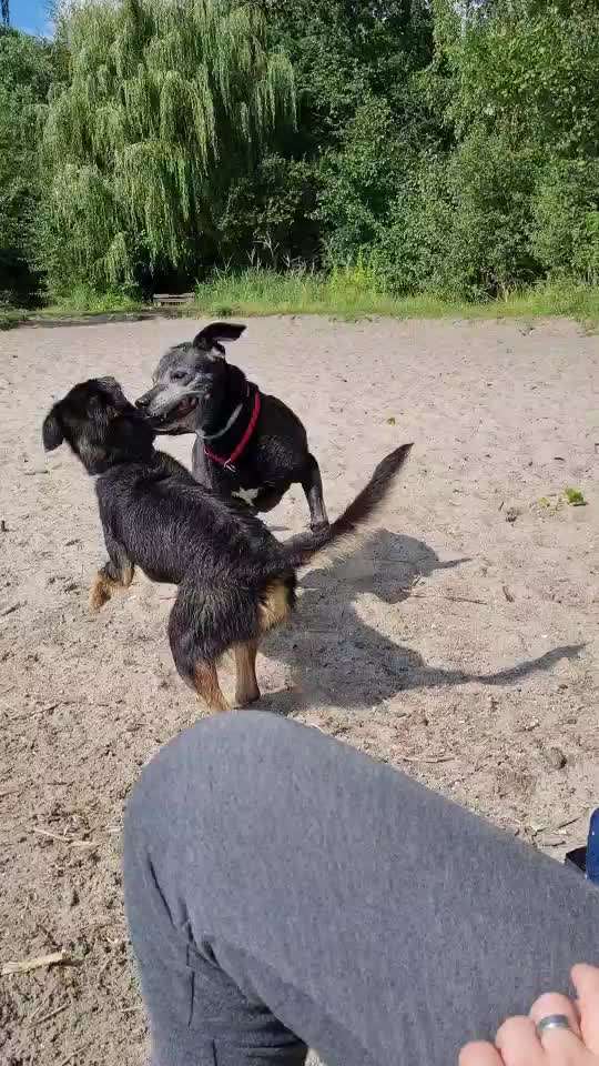 Video Challenge Nr. 12
Ein glücklicher Hund-Beitrag-Bild