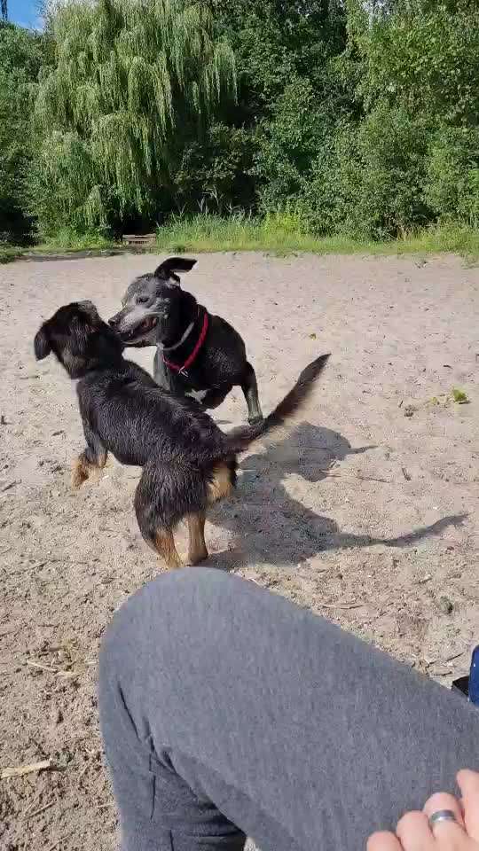 Zeigt hier Euer liebstes Video Eurer Hunde-Beitrag-Bild